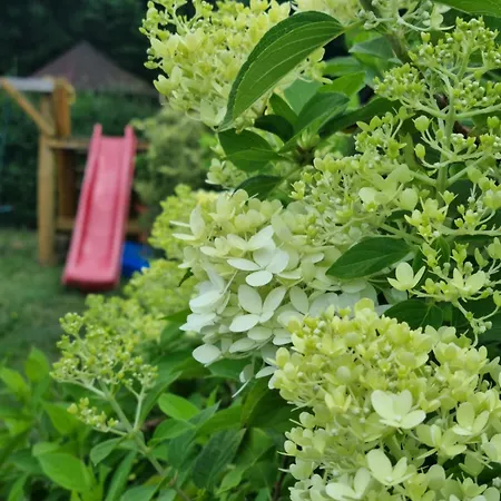 Boszkowo-dominice Blizniak 2