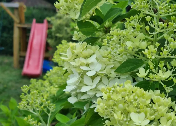 Boszkowo-dominice Bliźniak 2